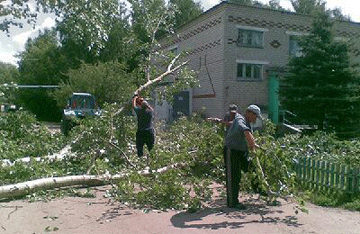 поваленные деревья