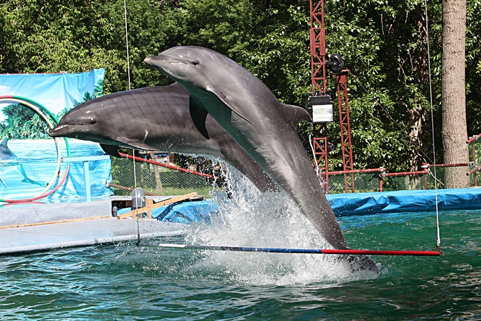 дельфинарий дельфины11