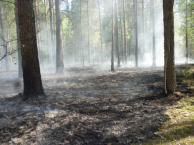 Лесной пожар Павлово