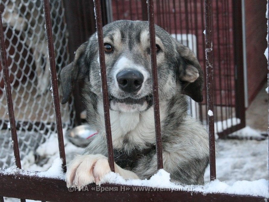 амуниция для собак нижний новгород