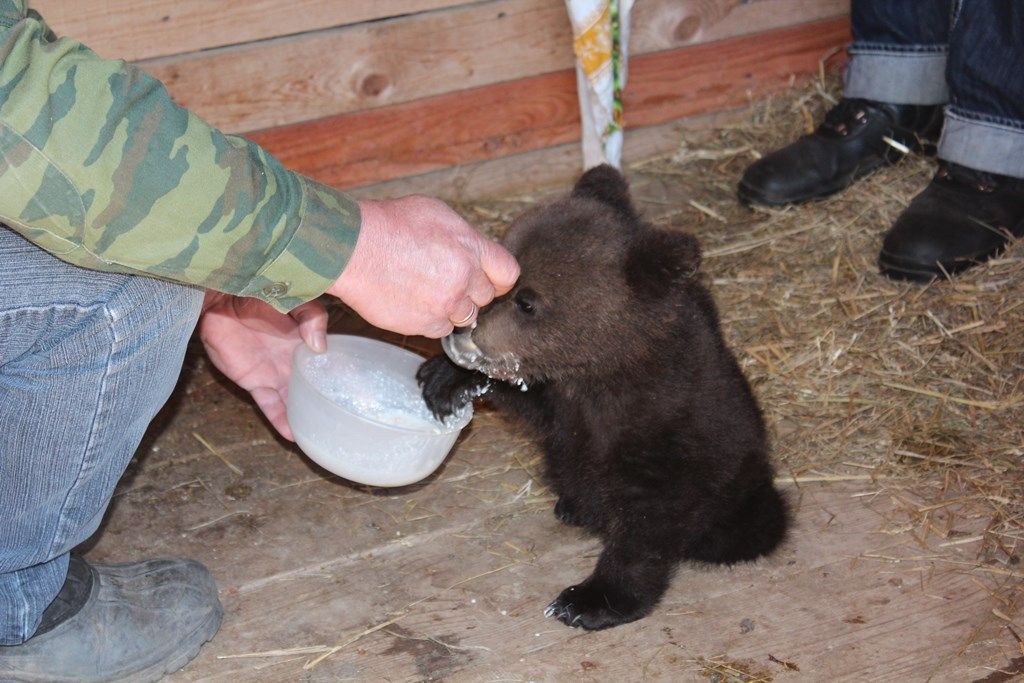 Медвежонок Балу