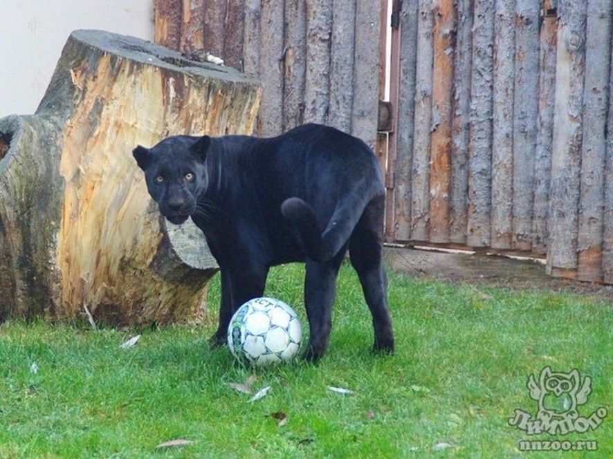 18 футбол с животными
