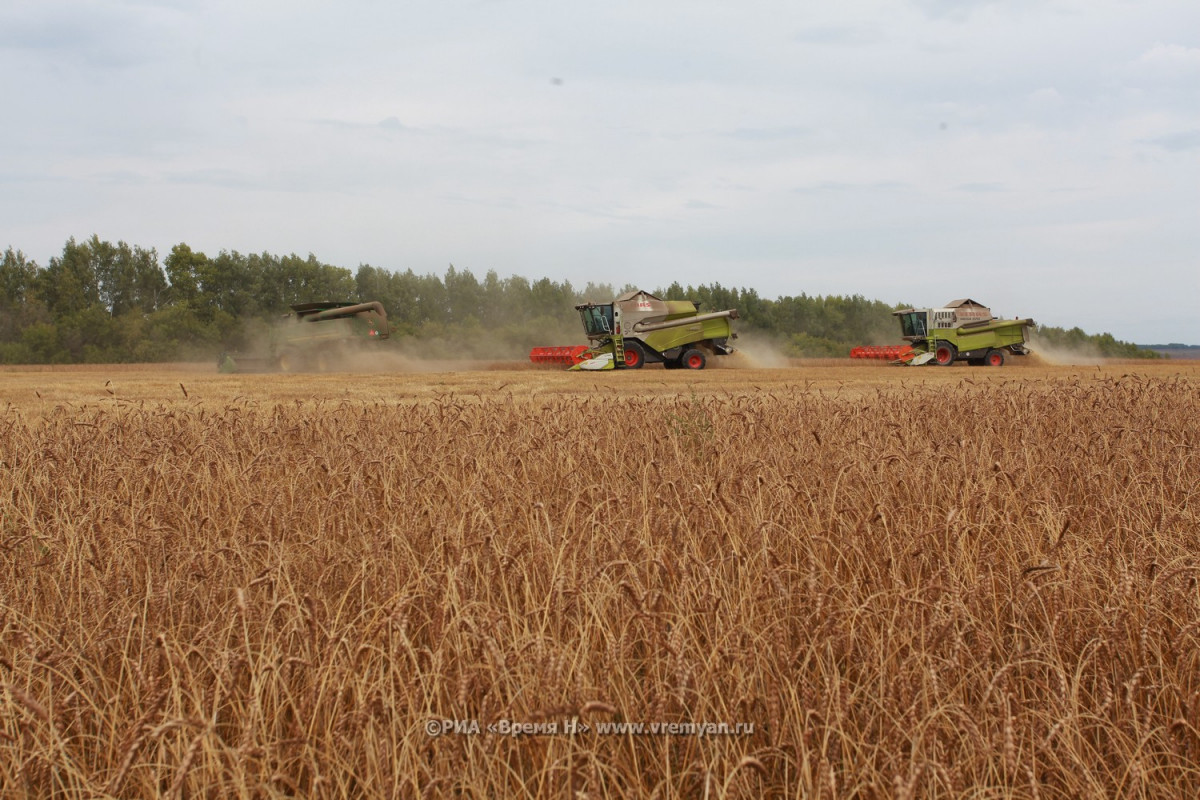Миллион тонн зерна уже собрали нижегородские аграрии