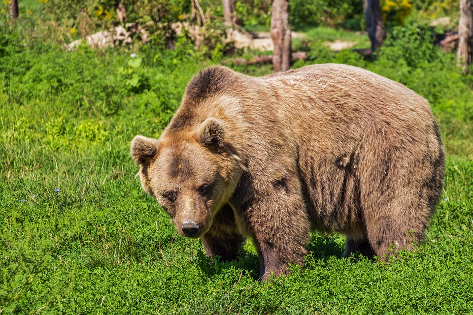 Около 970 медведей обитает в Нижегородской области