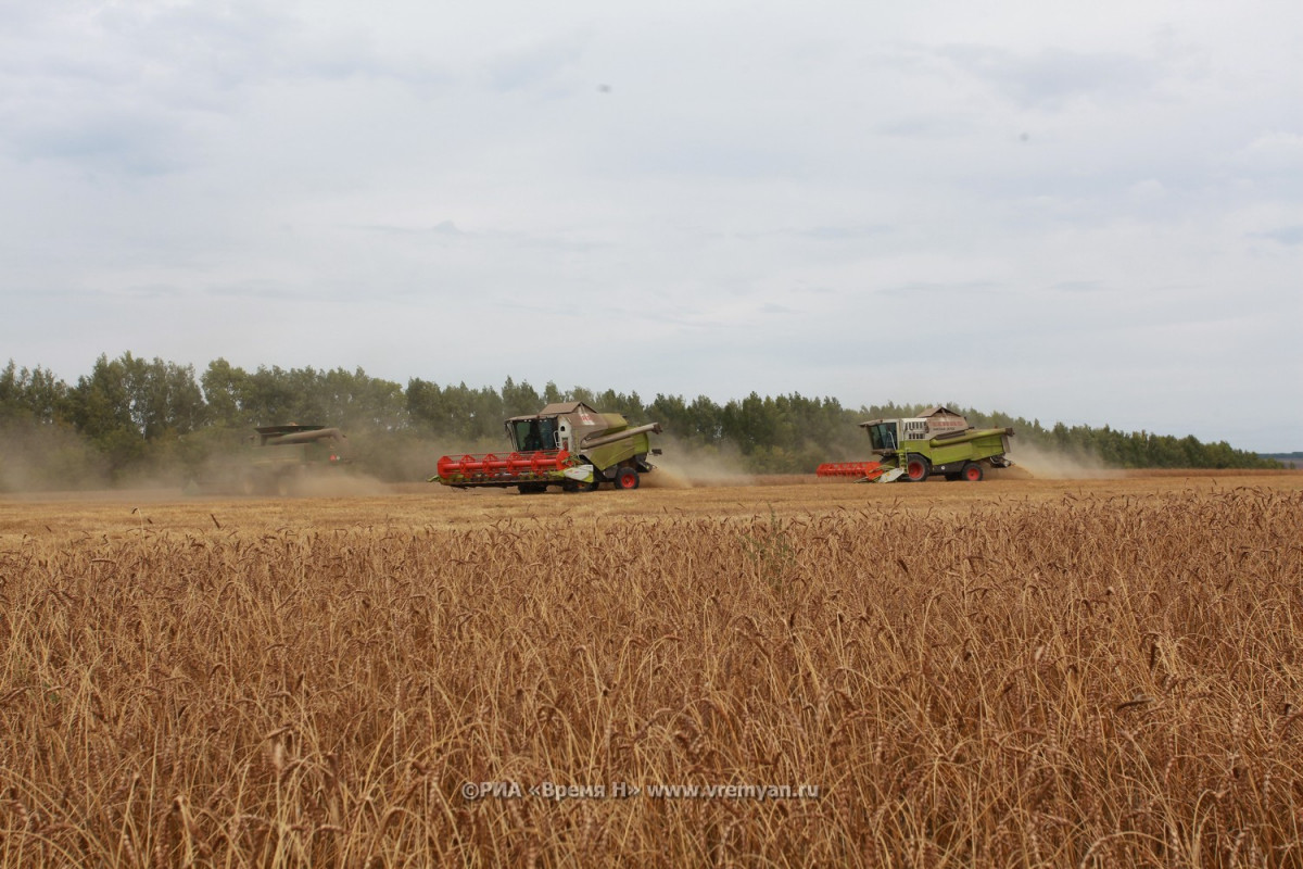 Уборка зерновых культур в Нижегородском регионе вышла на финишную прямую
