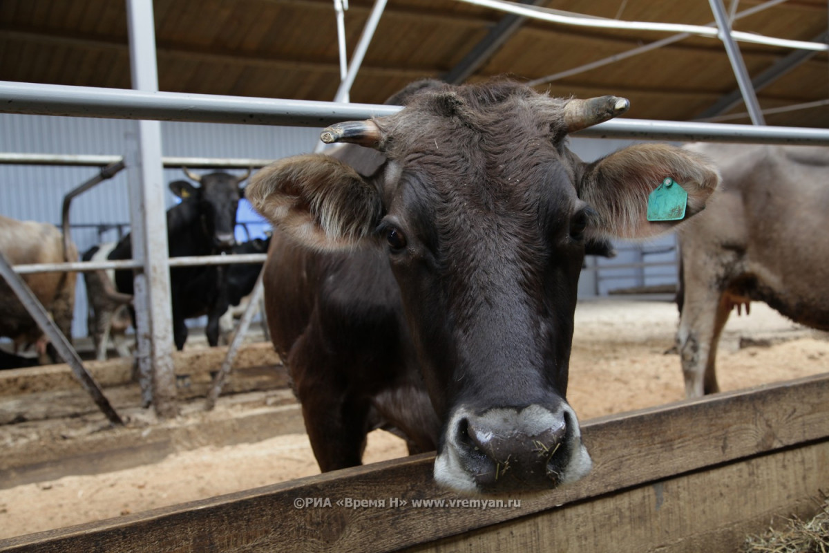 Более 19 млн крупного рогатого скота насчитывается в Нижегородской области