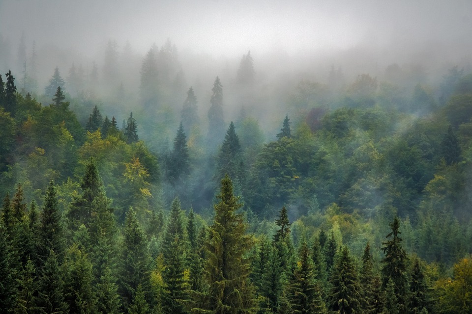 Более 3 миллионов деревьев планируют высадить в лесах Нижегородской области