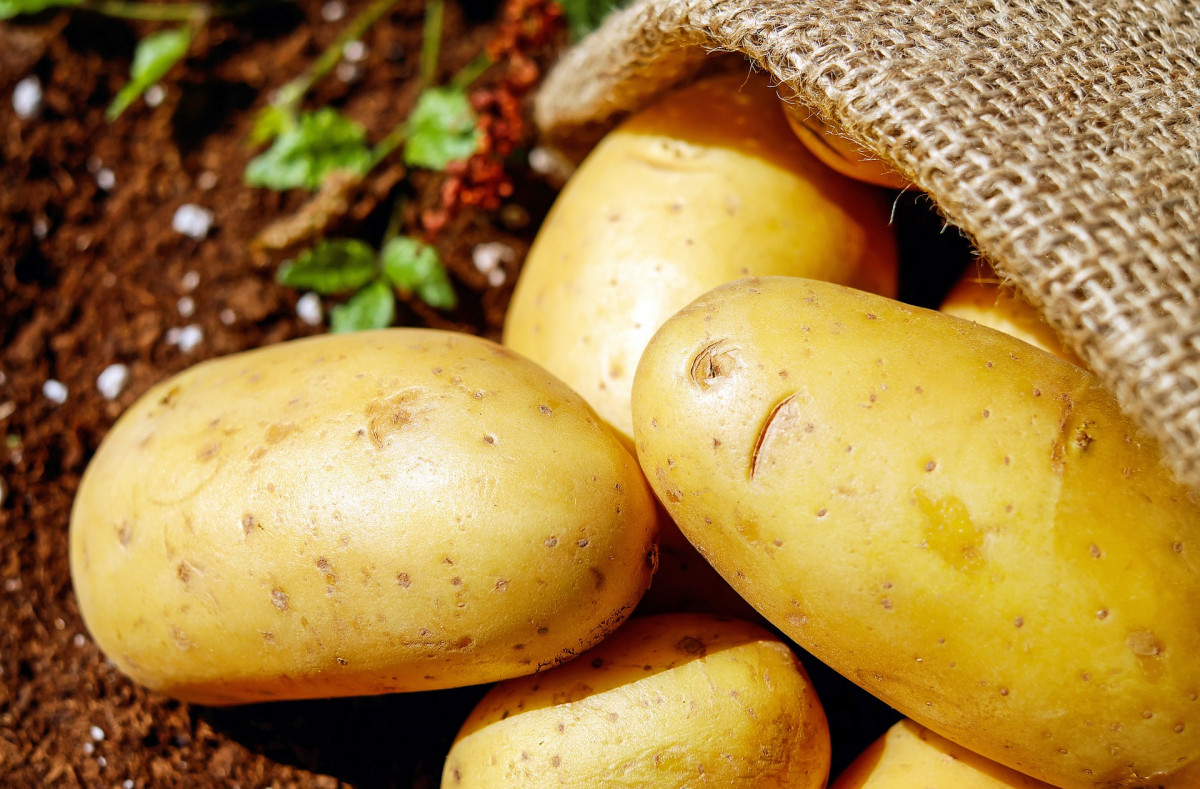 Нижегородская область стала лидером ПФО по выращиванию картофеля