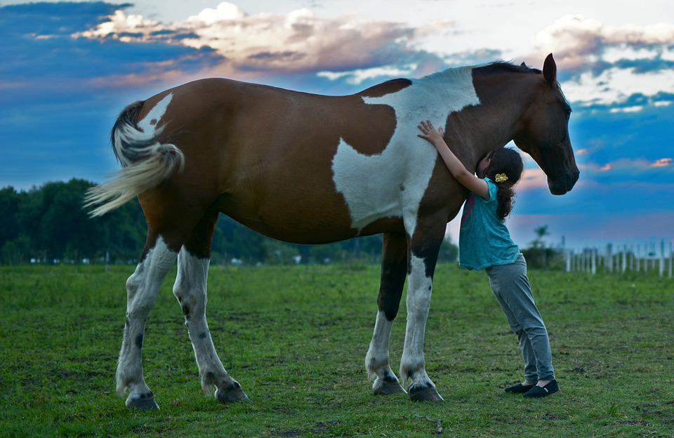 Соревнования по адаптивному конному спорту пройдут в Нижегородской области