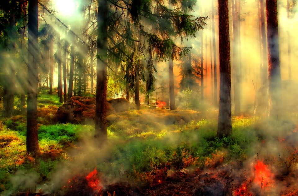 Чрезвычайная пожароопасность лесов и торфяников сохранится на юго-востоке Нижегородской области