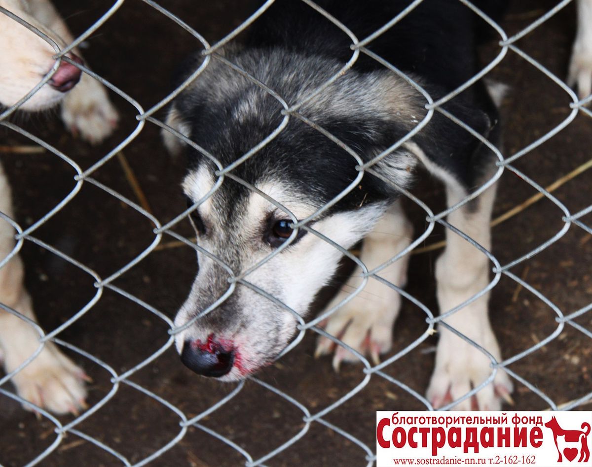 Три года колонии грозит организатору нижегородского «концлагеря для собак»