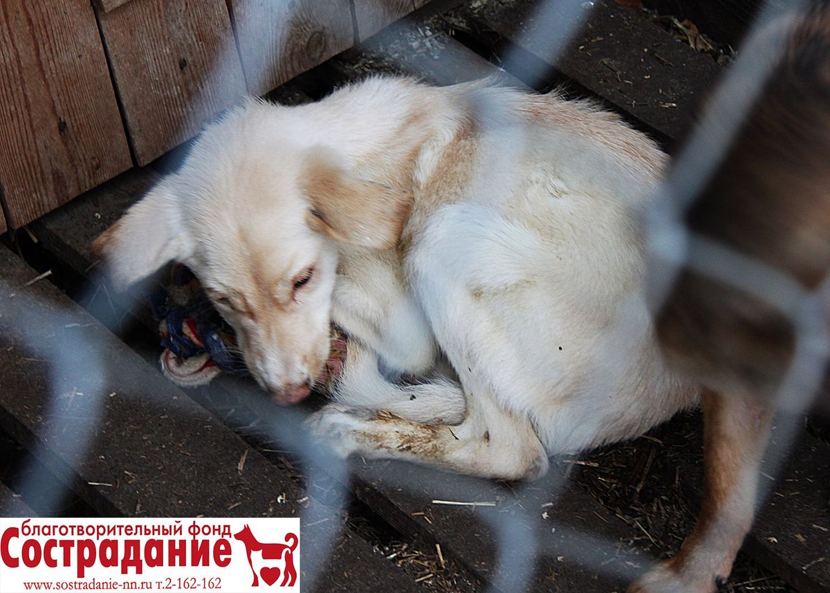 Организатор нижегородского «концлагеря для собак» не признал вину