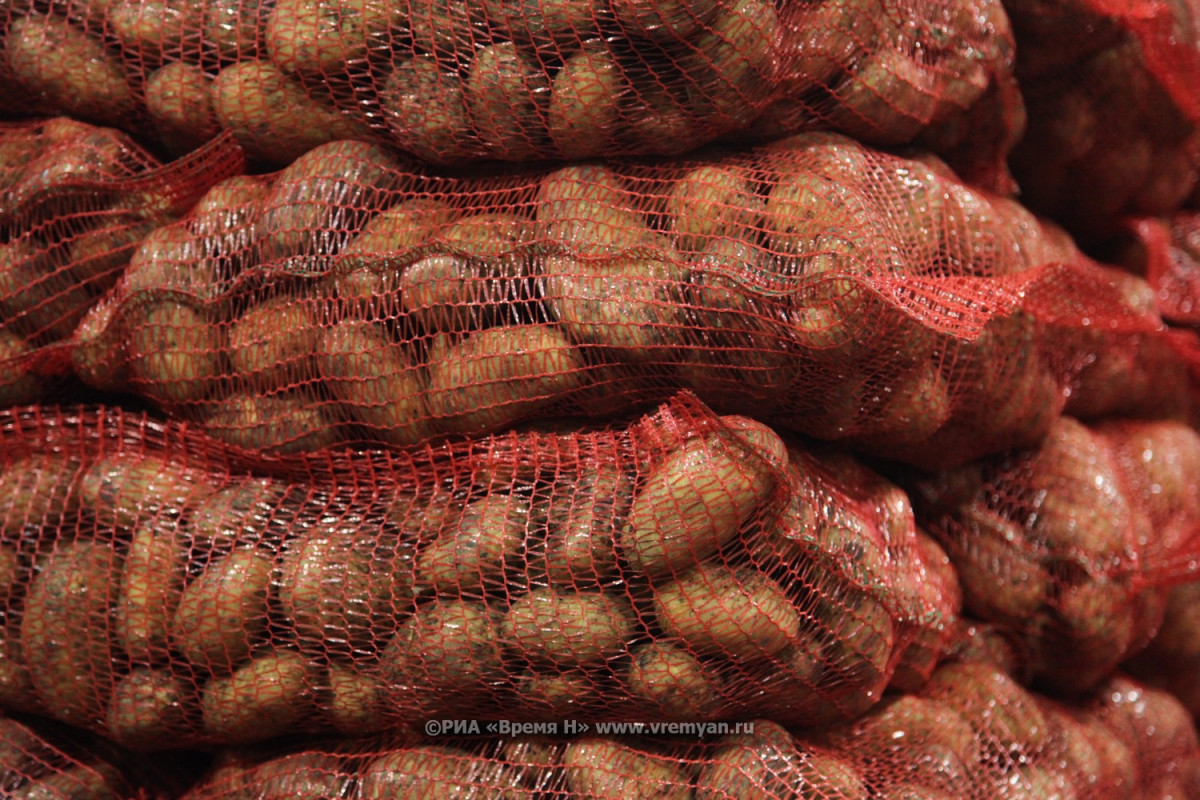 Больше 85% картофеля убрано в Нижегородской области