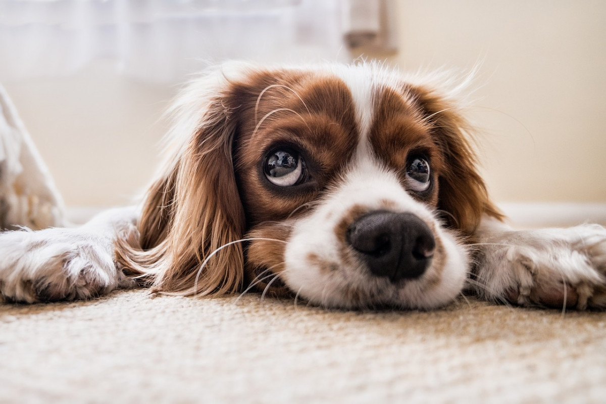 Исследование: во сколько нижегородцам обходится содержание собаки?