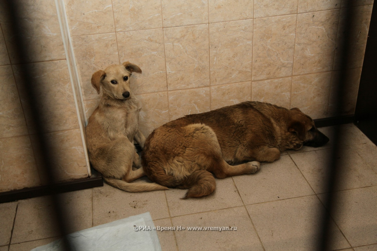 Полицейские начали проверку информации об убийстве собак на Бору