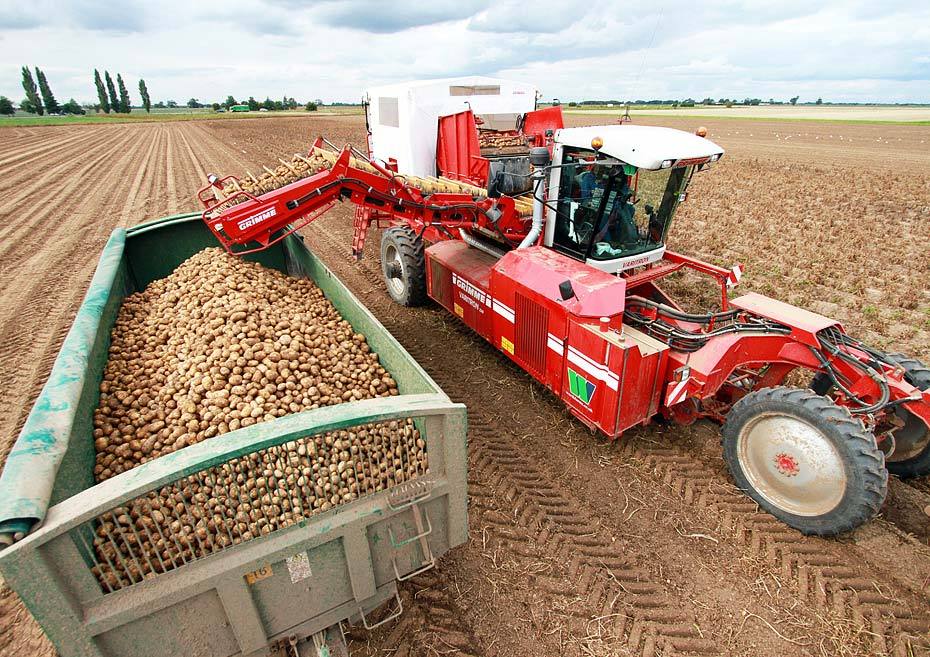 Почти 900 тысяч тонн картофеля собрано в Нижегородской области