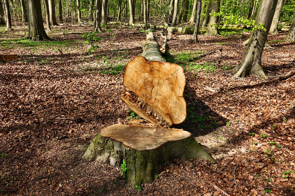 Жителю Вачского района грозит два года колонии за вырубку деревьев