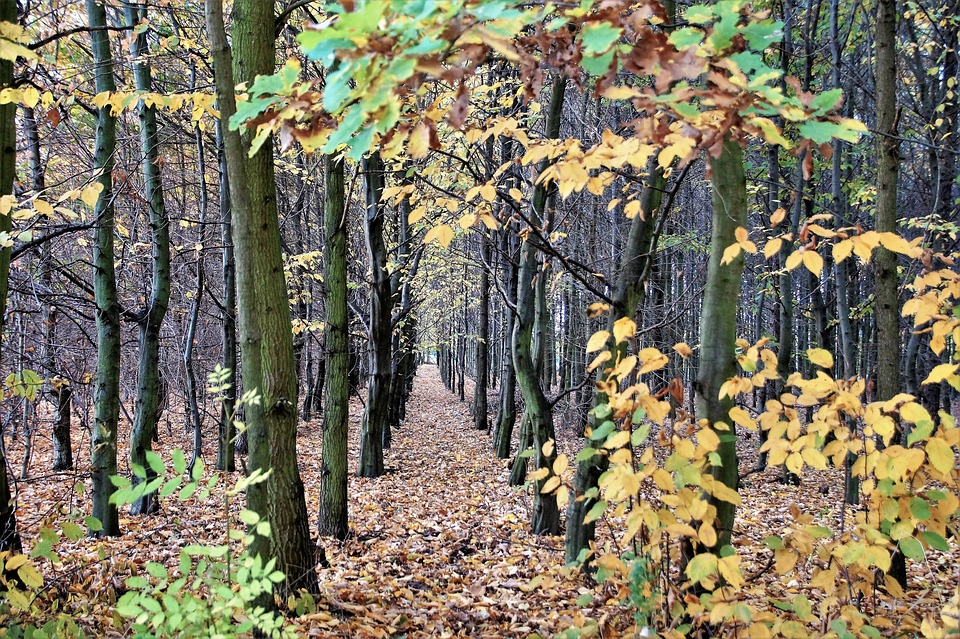 Общественники предложили дополнительно озеленить пять нижегородских парков