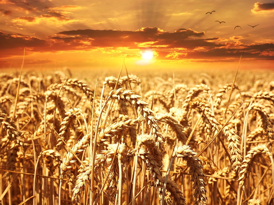 Уборка зерновых культур завершена в Нижегородской области