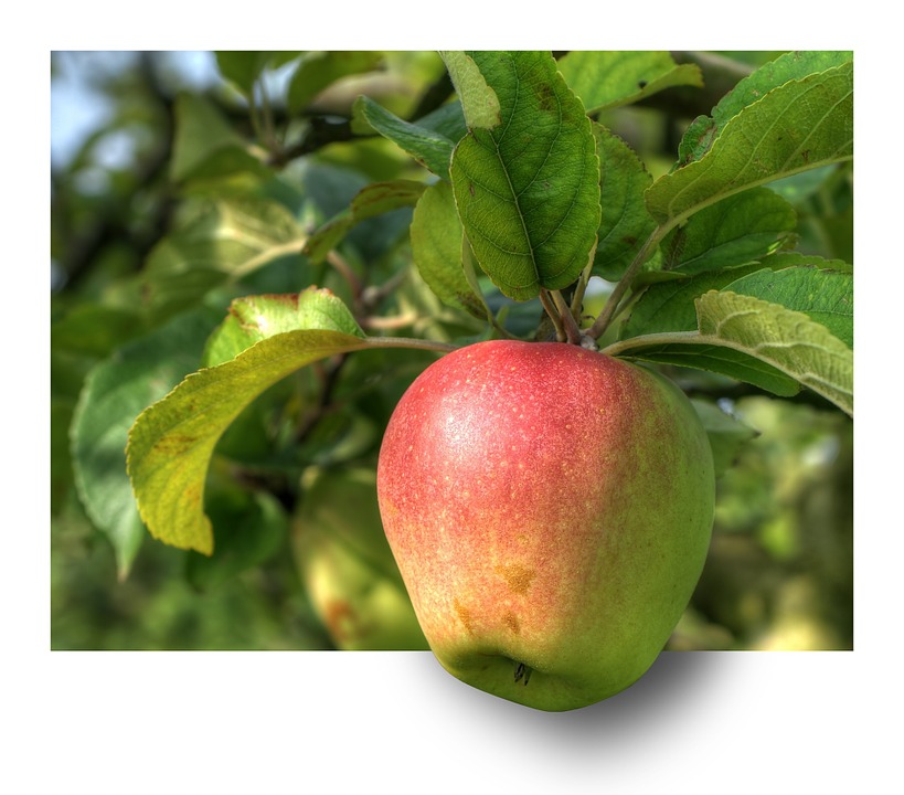 Около 150 гектаров яблоневых садов и земляничных полей заложены в 2018 году в регионе