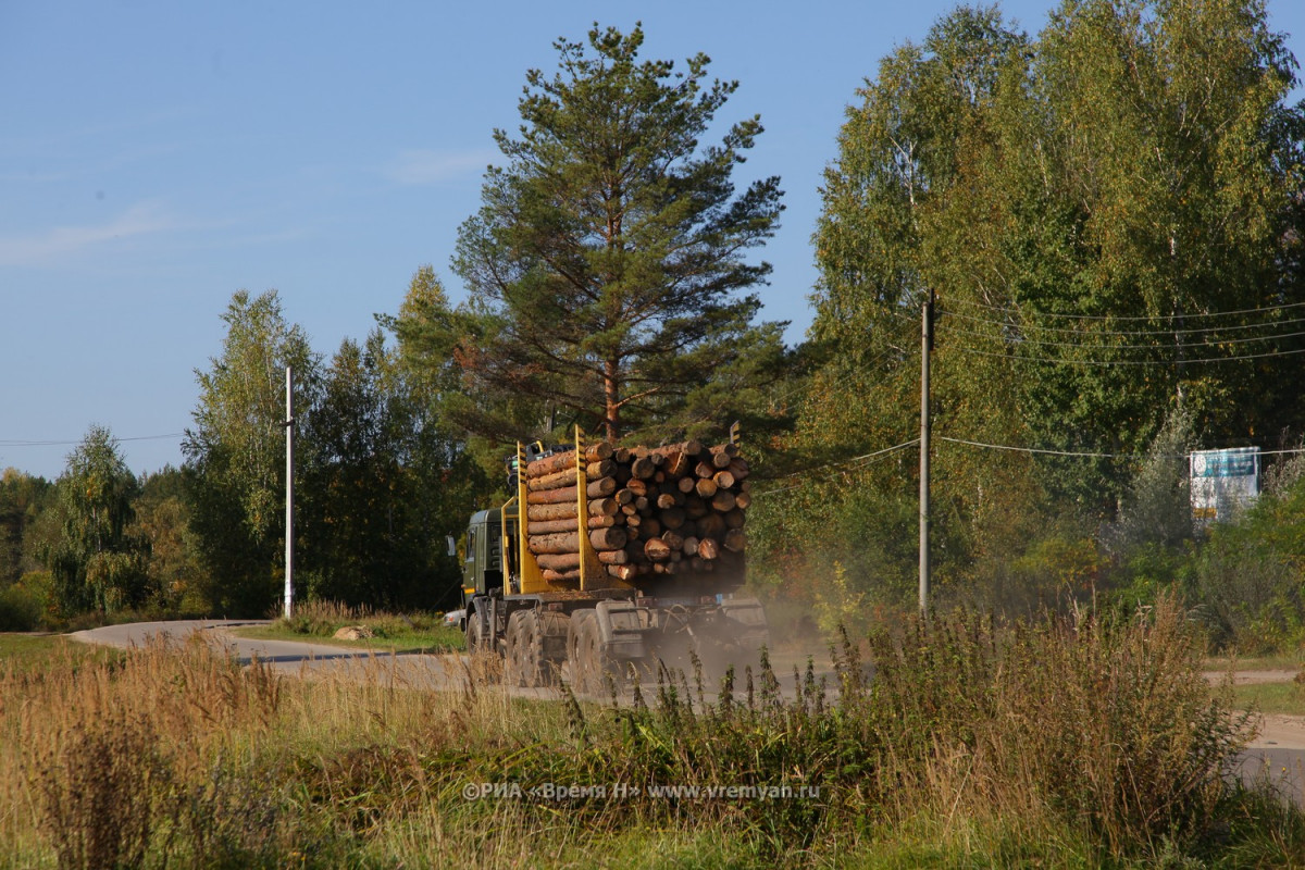 Более 3 миллионов кубометров древесины заготовлено в Нижегородской области с начала года