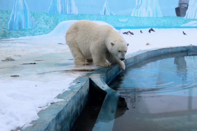 Белая медведица в зоопарке «Лимпопо» чуть не осталась без воды в бассейне