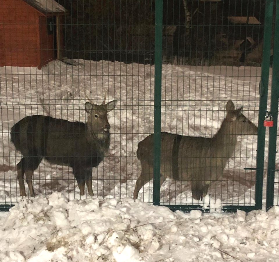 Хозяева разыскивают пропавшего в Нижнем Новгороде пятнистого оленя