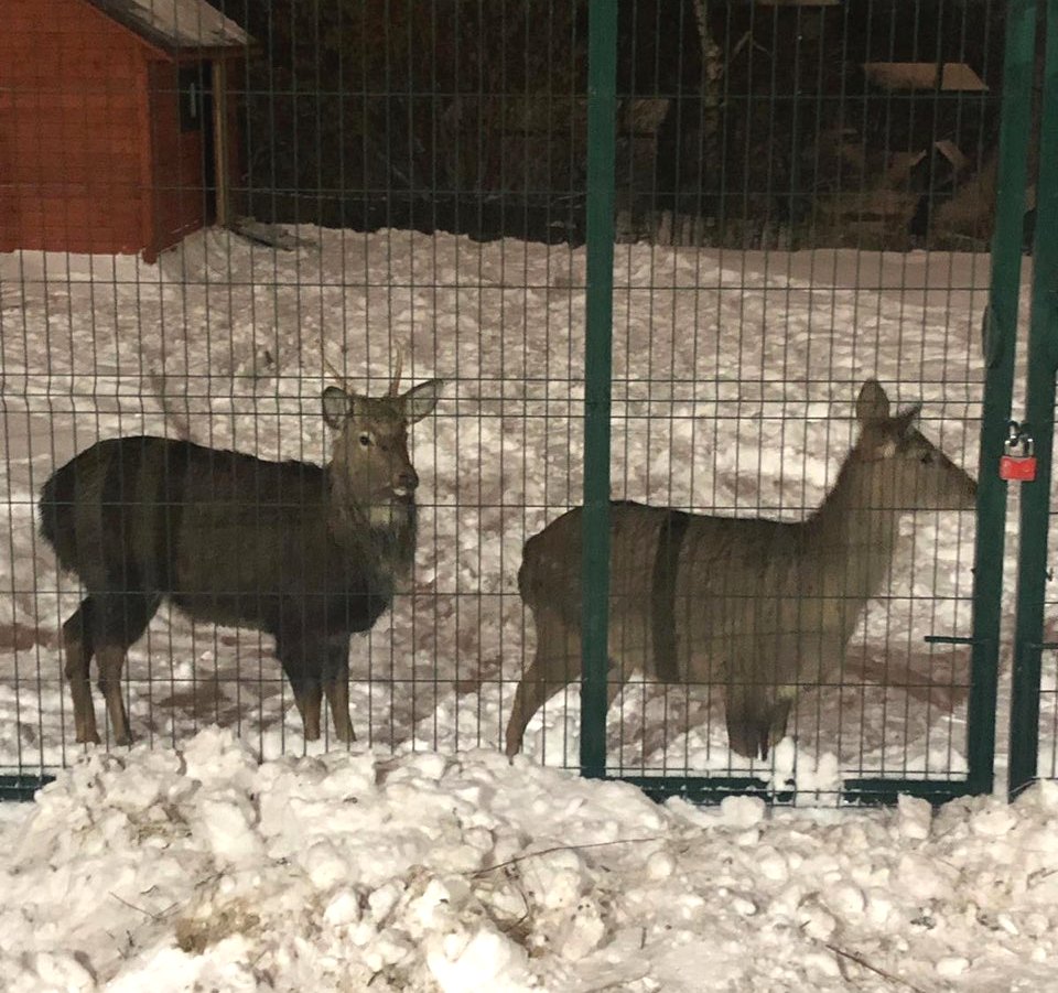 Хозяева разыскивают пропавшего в Нижнем Новгороде пятнистого оленя