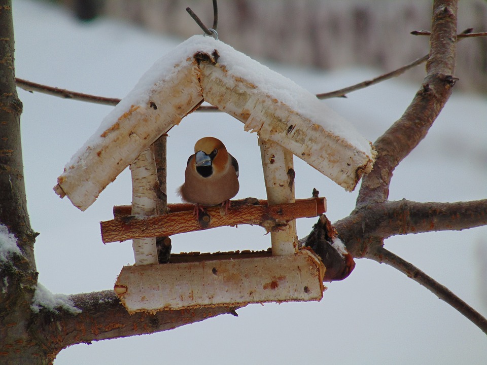 Автозаводский район присоединился к акции «Покормите птиц зимой»