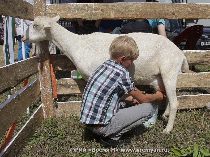 Козоводство и овцеводство будут развивать в Нижегородской области