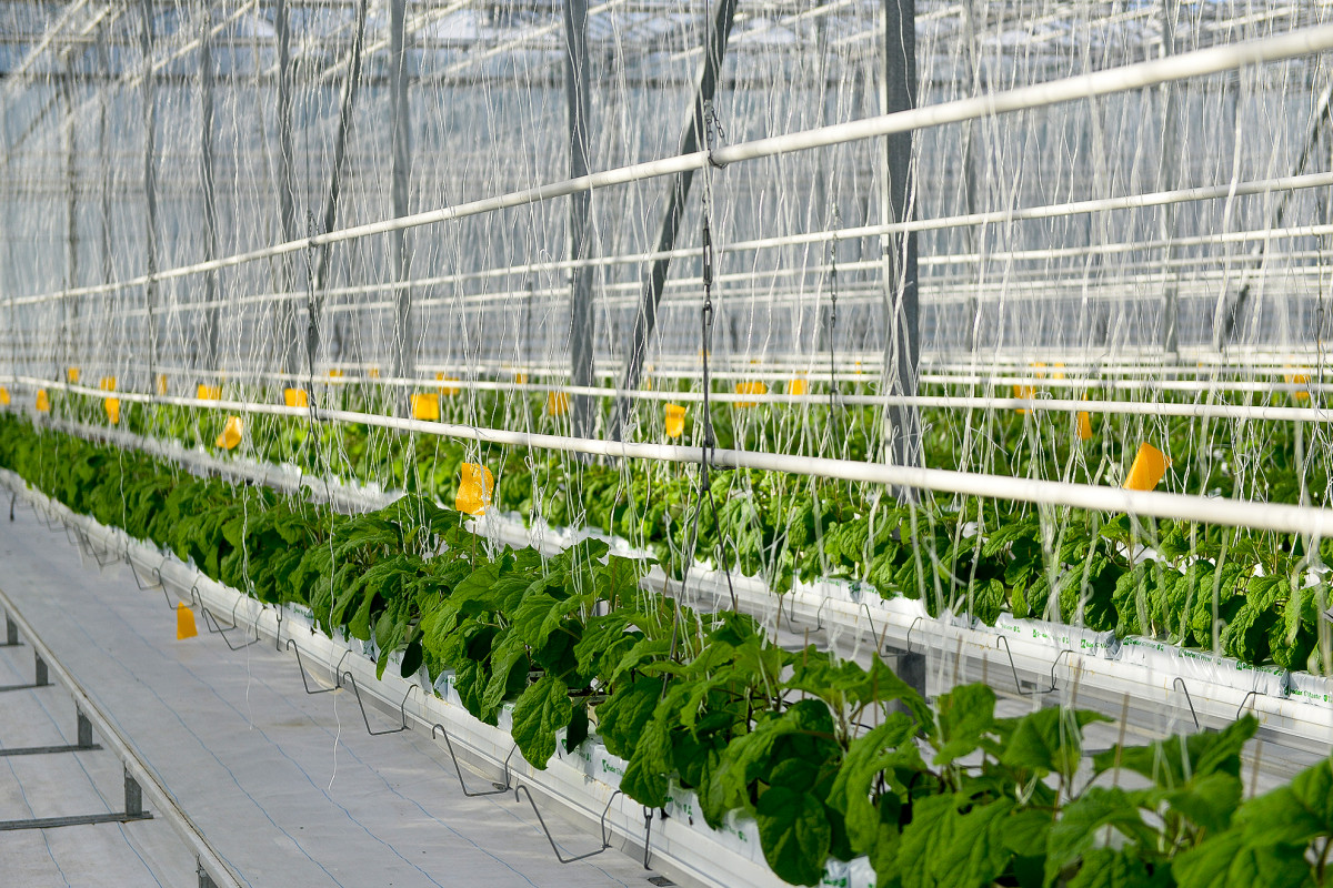 Свыше 11 тысяч тонн тепличных овощей планируется вырастить в Нижегородской области в 2019 году