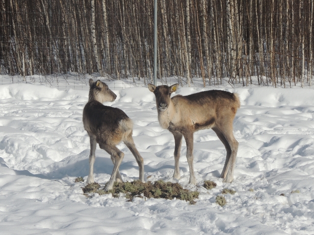 Две самки северного оленя привезены в Керженский заповедник из зоопитомника Московского зоопарка