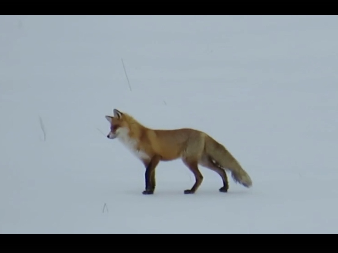 Охоту лисицы сняли на видео под Балахной