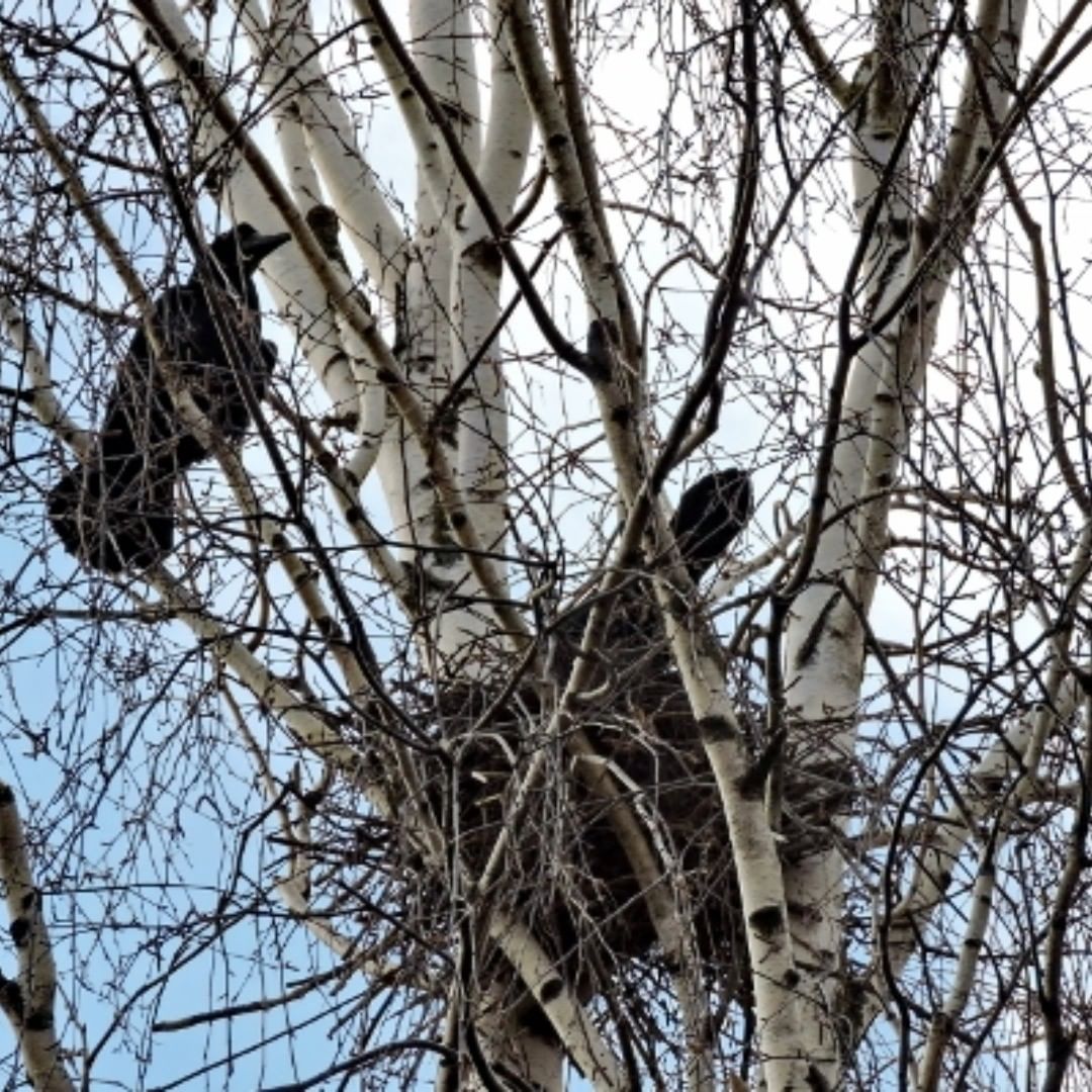 Грачи принесли весну в Нижегородскую область