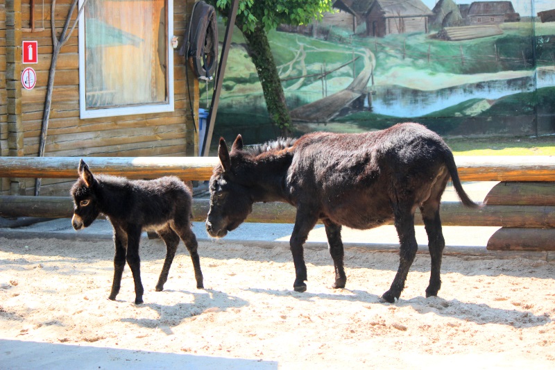 Ослик родился в зоопарке «Лимпопо»