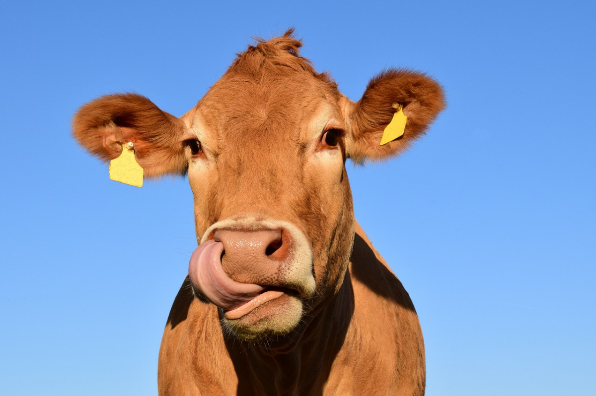 Корова повредила глаз нижегородскому ветеринару во время прививки