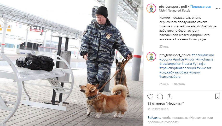 Единственный в России полицейский корги ищет наркотики в Нижнем Новгороде