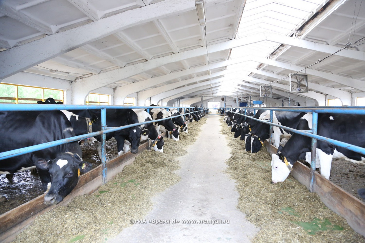 Мяса и молока стали производить больше в Нижегородской области