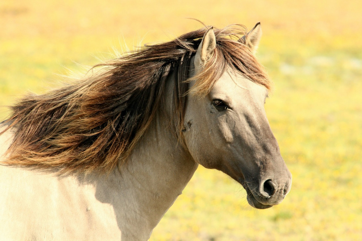 Фестиваль арабской лошади «Три грации» пройдет в Нижегородской области