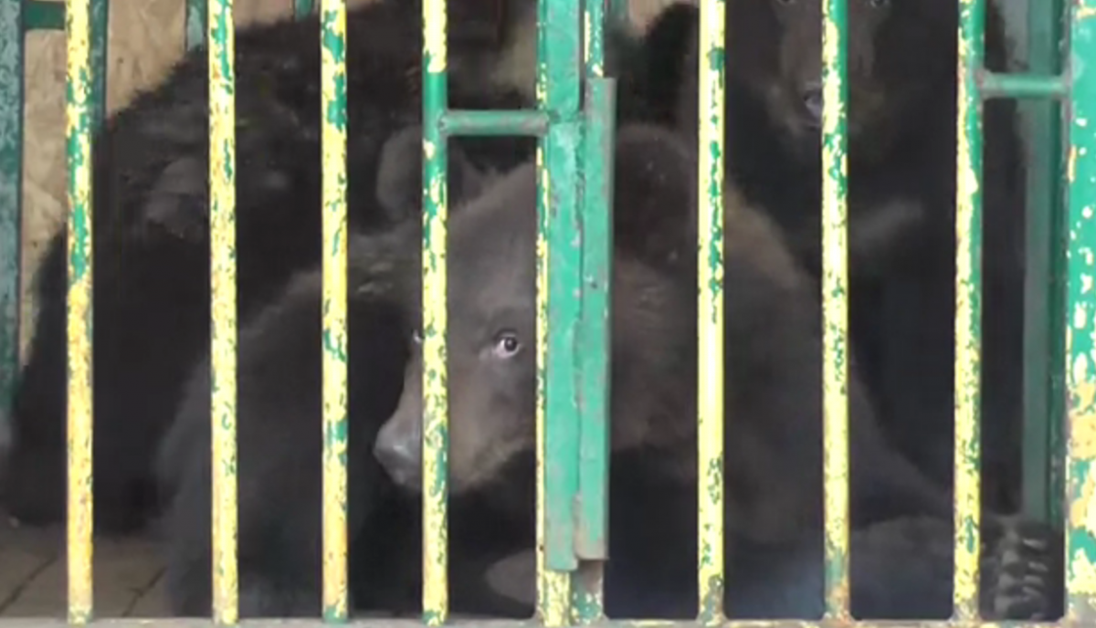 Трех медвежат из зоопарка «Мишутка» выпустили на волю
