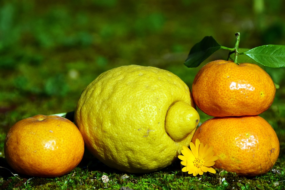 Цены на лимоны, мандарины и другие фрукты снизились в Нижегородской области за месяц