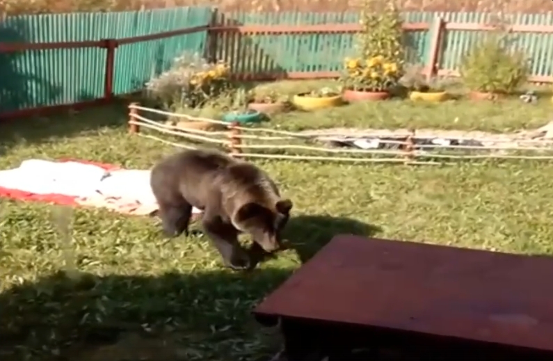 Медведь заглянул в гости к нижегородке