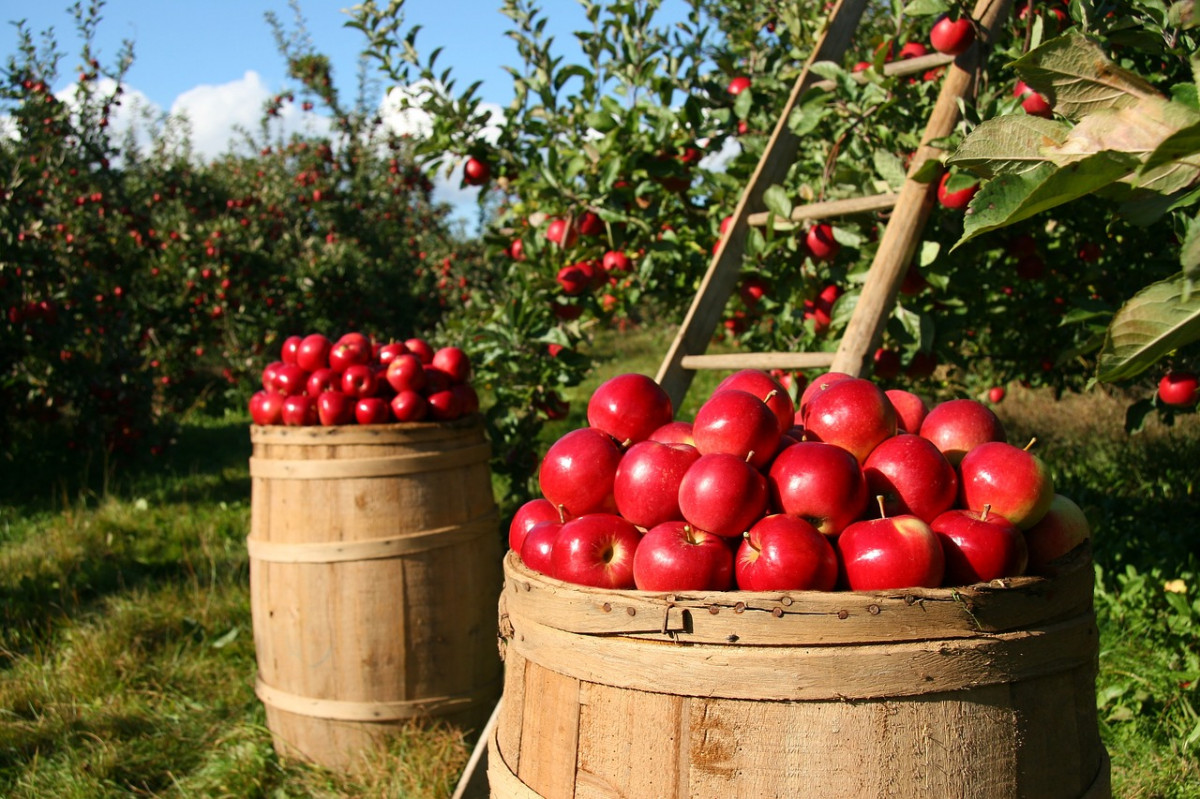Цены на яблоки и морковь снизились в Нижегородской области