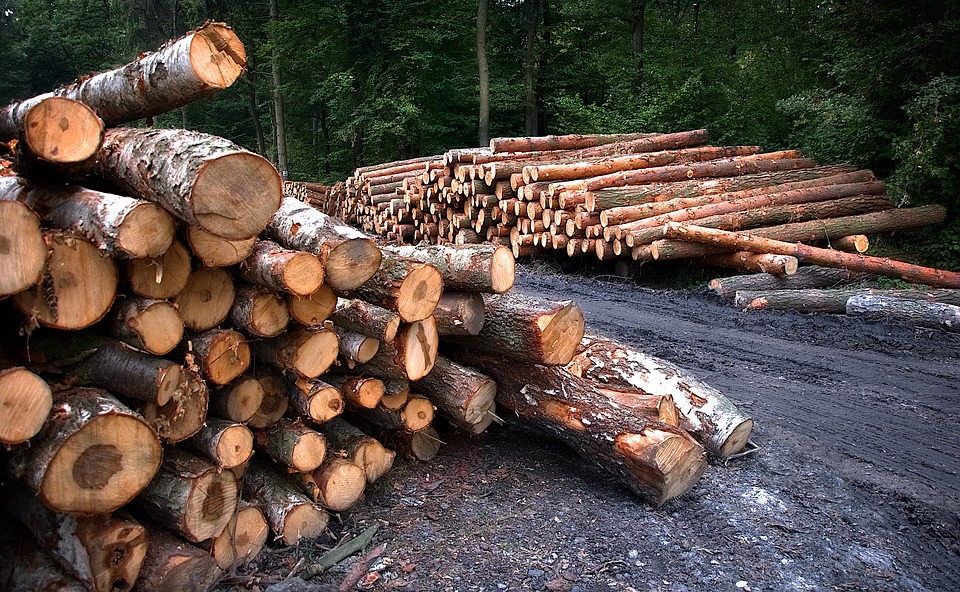 Почти 900 кубометров аварийных деревьев спилят в Выксе
