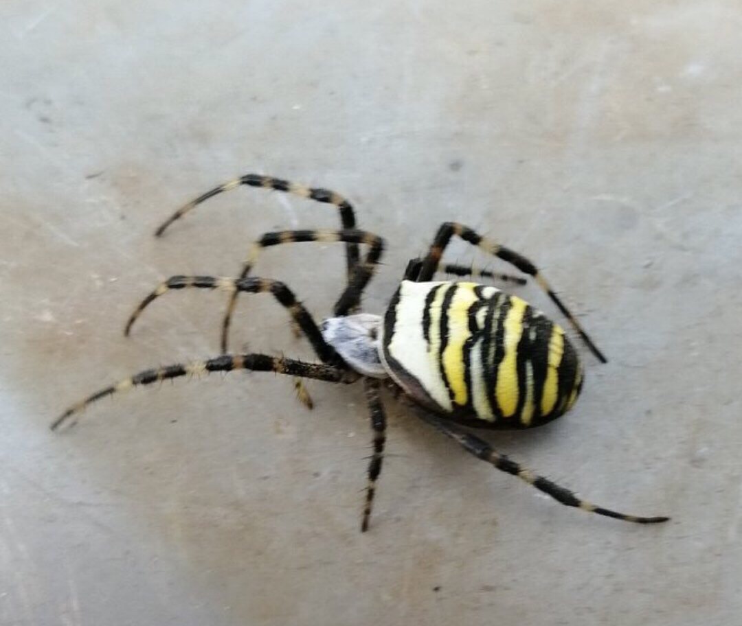 ФОТО: необычного паука-осу нашли в Володарске