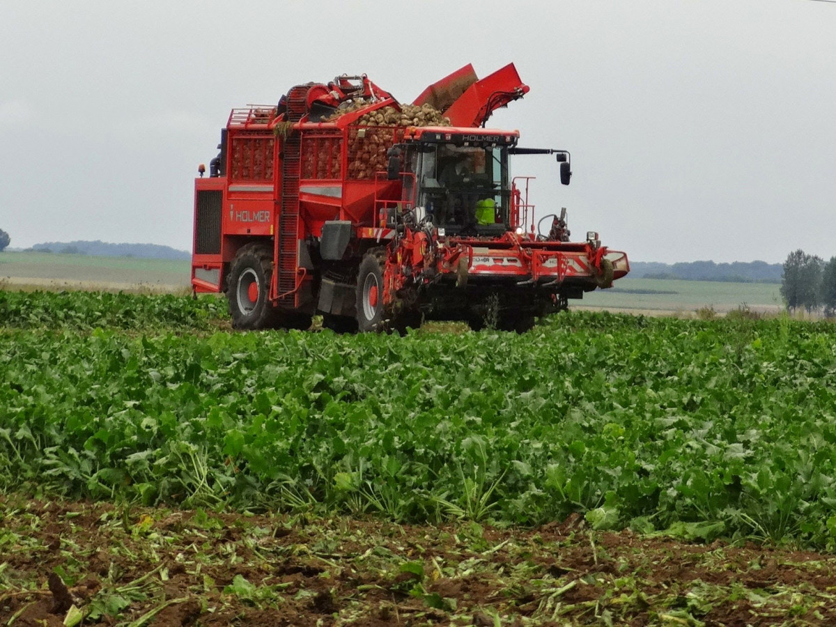 Урожайность свеклы в Нижегородской области выросла в полтора раза