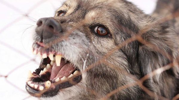 Бешеную собаку обнаружили в Перевозском районе