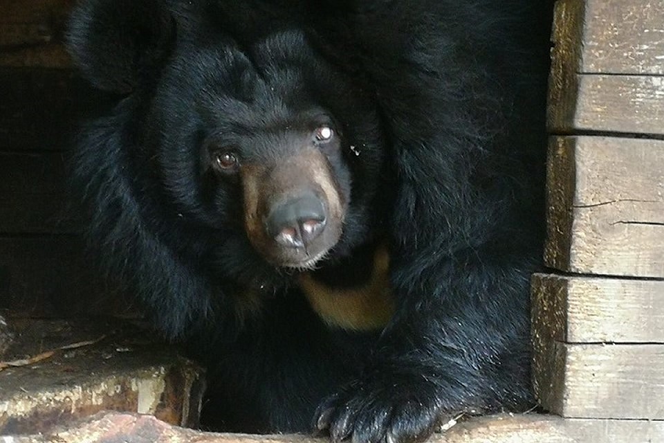 Гималайская медведица переедет из зоопарка «Мишутка» в «Лимпопо»