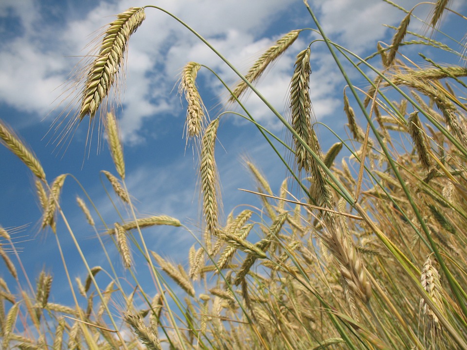 Уборка зерновых культур завершается в Нижегородской области