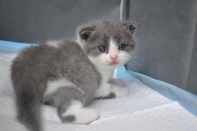 Первый в мире клонированный кот получил кличку Чеснок